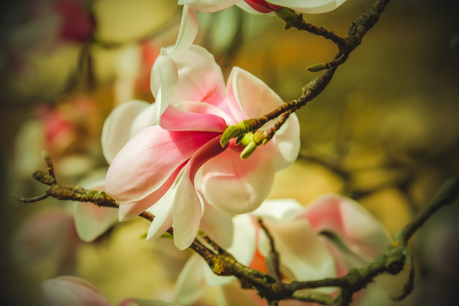 Gatunki magnolii i ich różnorodna kolorystyka