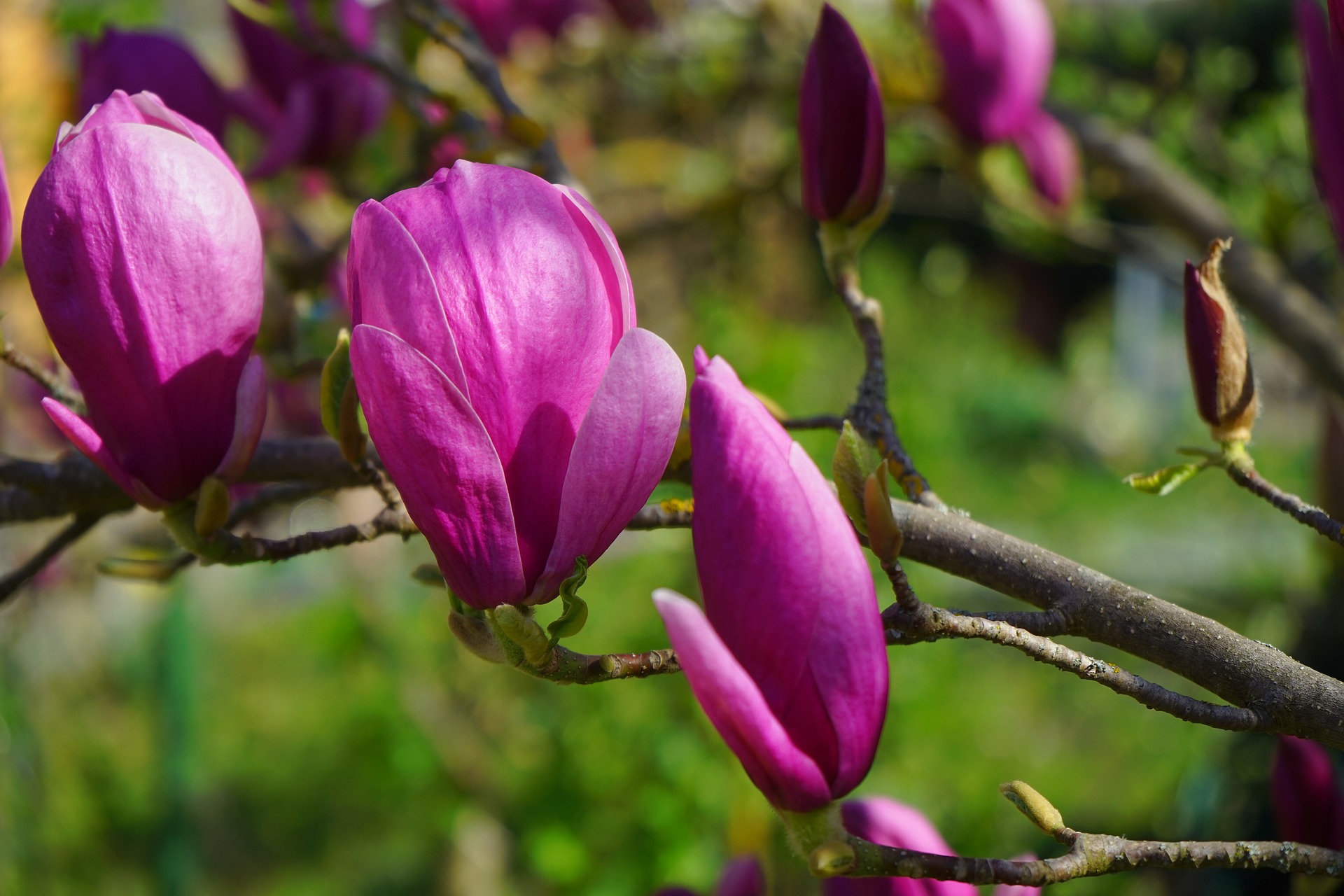 Magnolia purpurowa