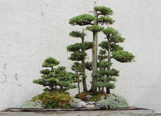 tropiart-2023-04 - bonsai-37.jpg