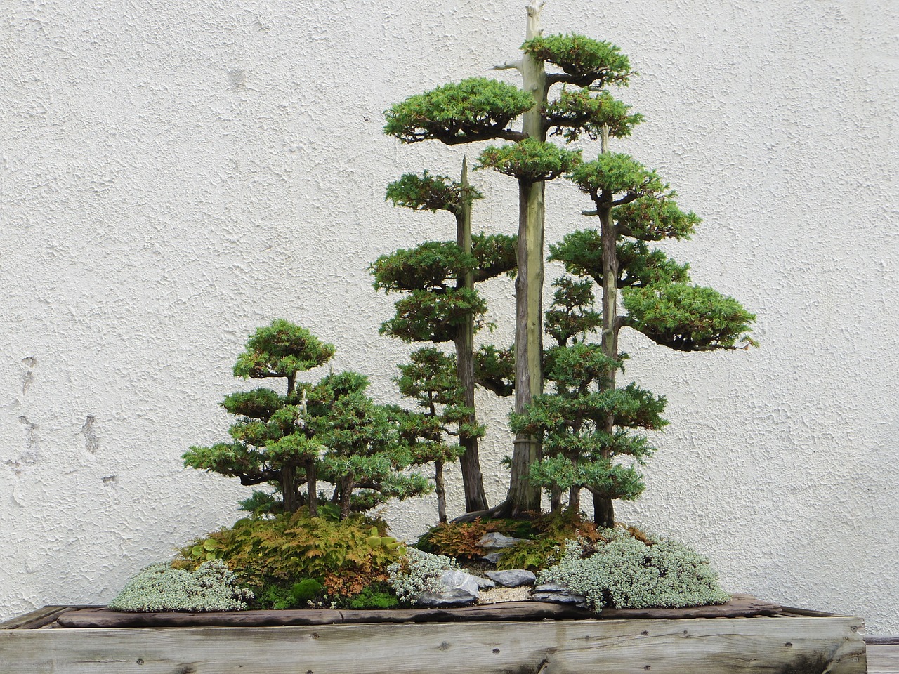 Sztuka bonsai: małe drzewka, wielkie możliwości